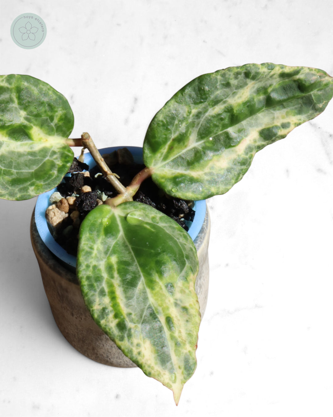 Hoya 'Candy'