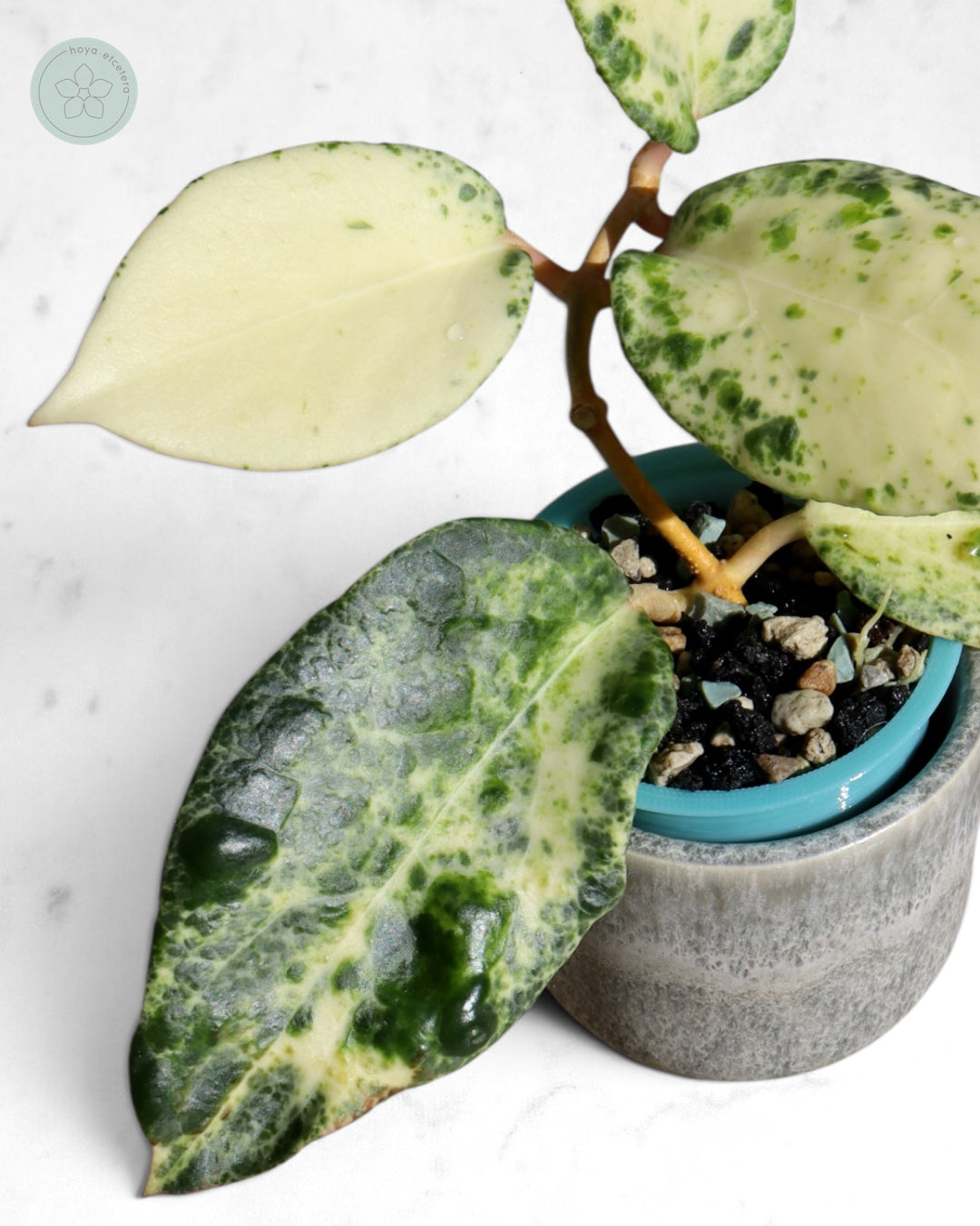 Hoya 'Candy'