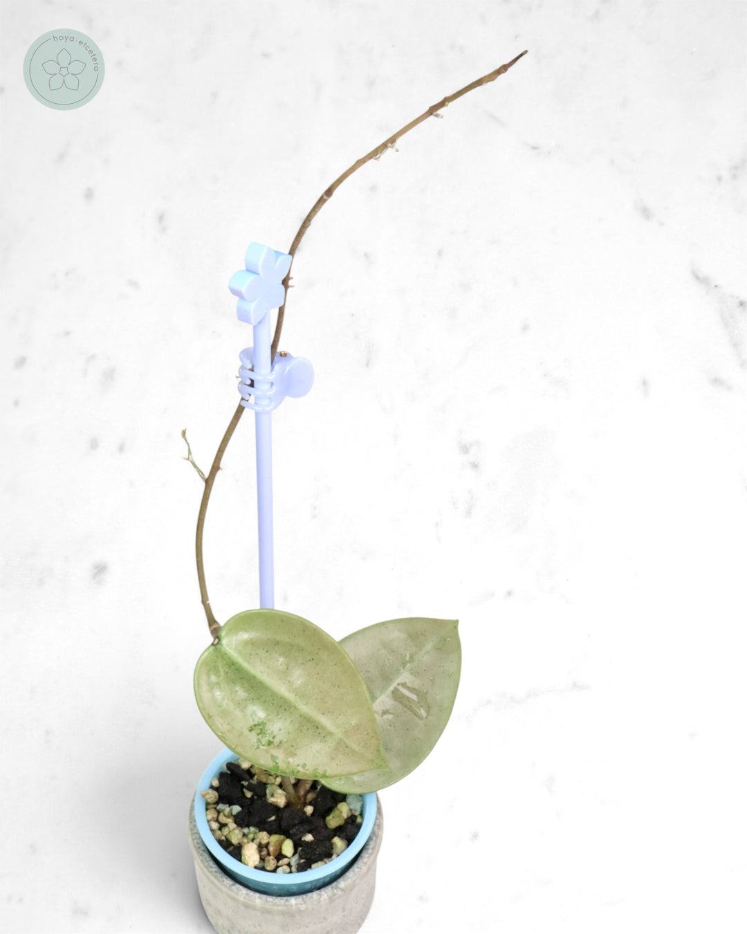 Hoya verticillata (silver heart)