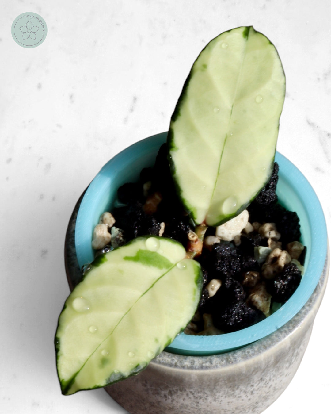 Hoya crassipetiolata (variegated)