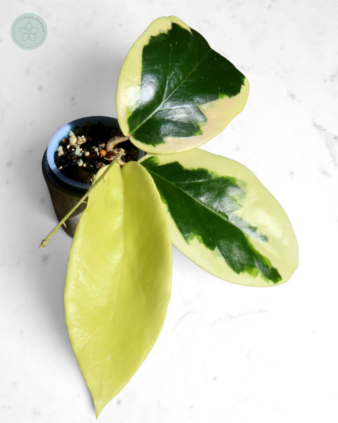 Hoya ilagiorum (albo)