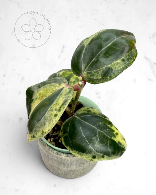 Hoya 'Fantasy' 🌱 cutting