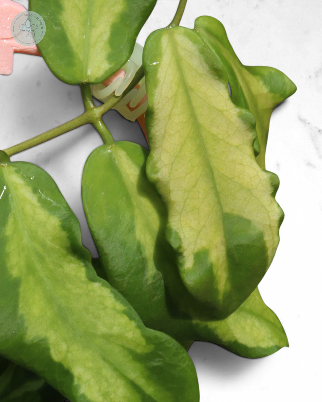 Hoya pimenteliana (variegated)