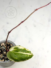 Load image into Gallery viewer, Hoya 'Swiffer’s Nightmare' 🦄