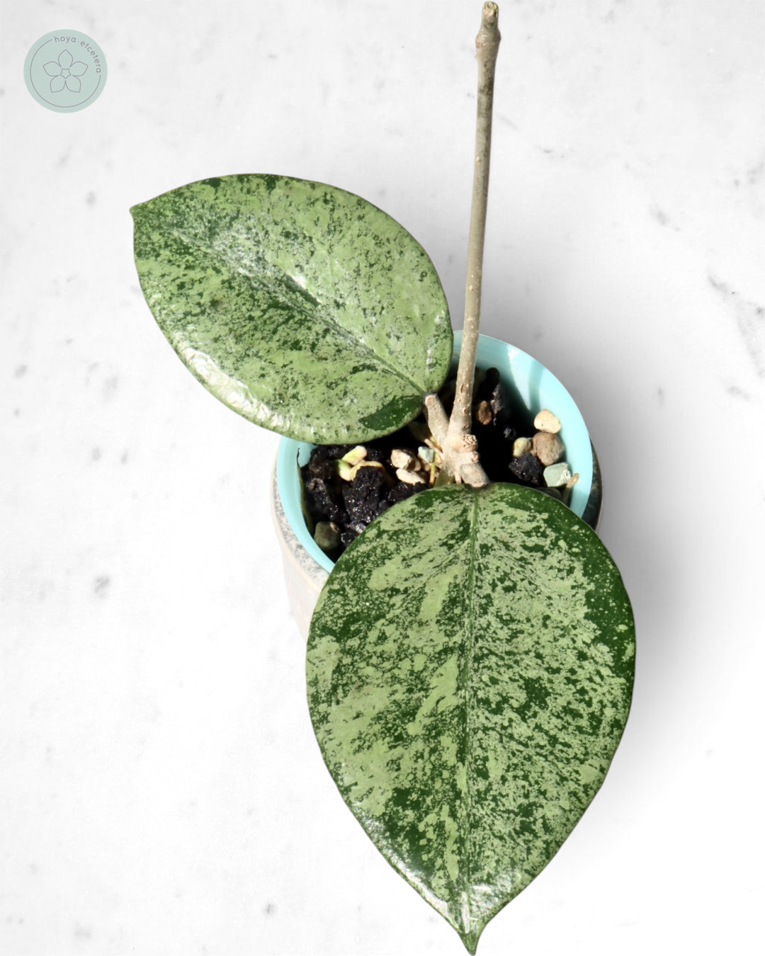 Hoya verticillata (Pacitan silver)