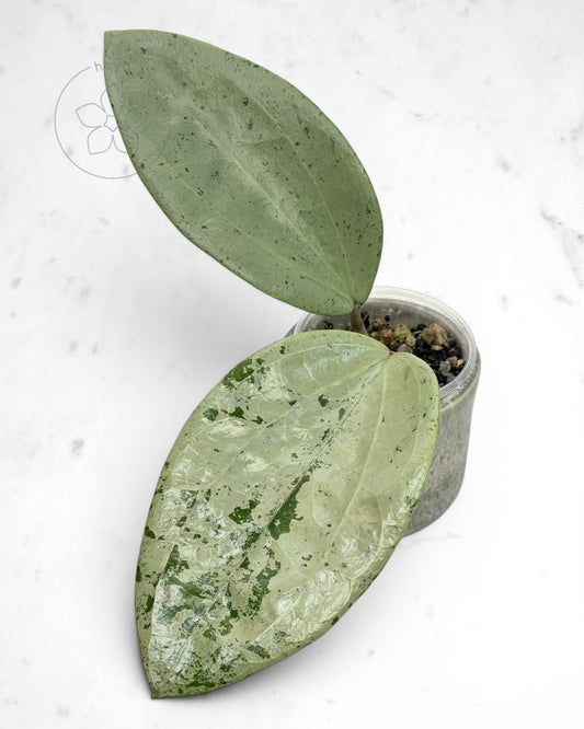 Hoya glabra 'Gin' (silver)