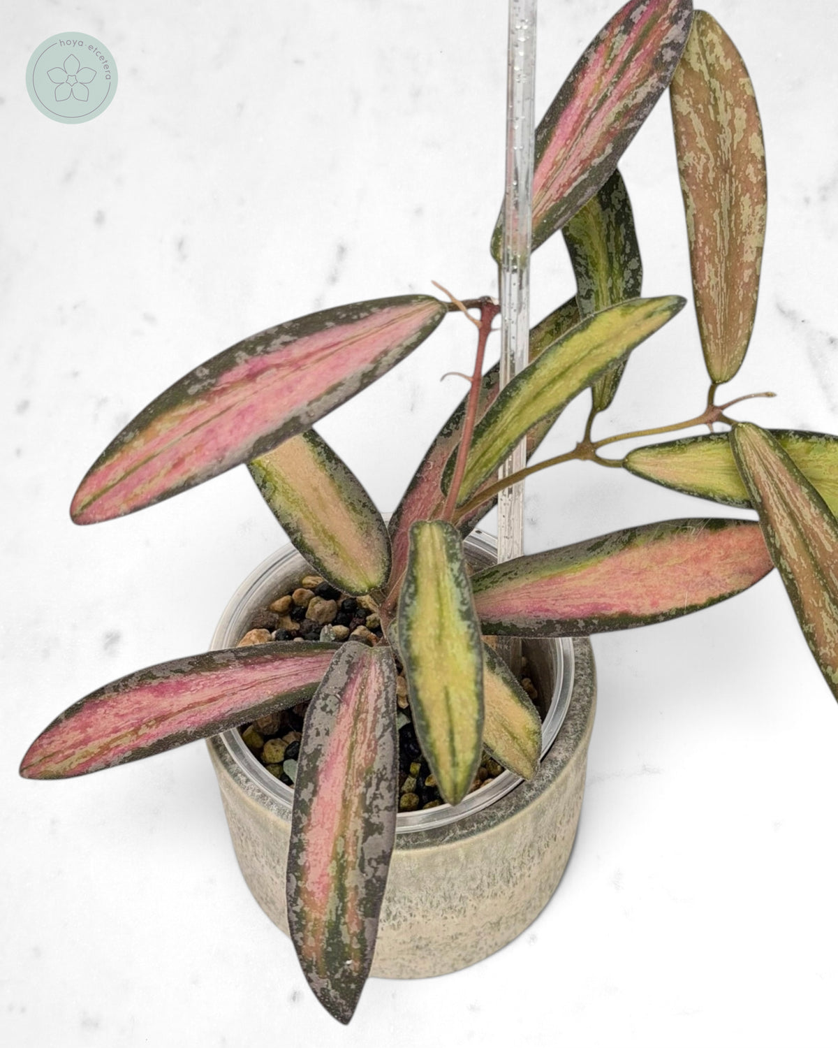 Hoya sigillatis (variegated splash)