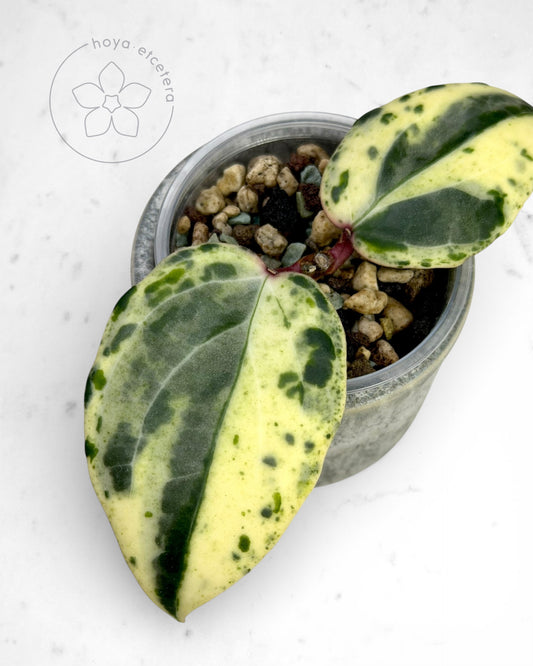 Hoya 'Swiffer’s Nightmare'