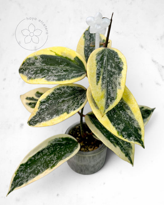 Hoya sp. Rangsan (albo splash)