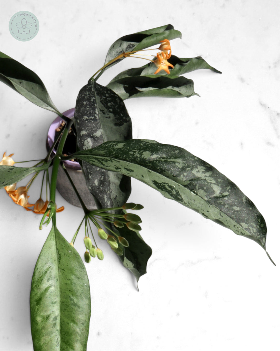 Hoya occultata (silver)