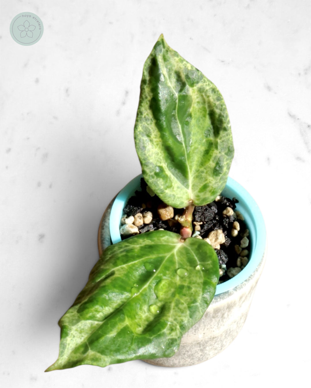 Hoya 'Candy'