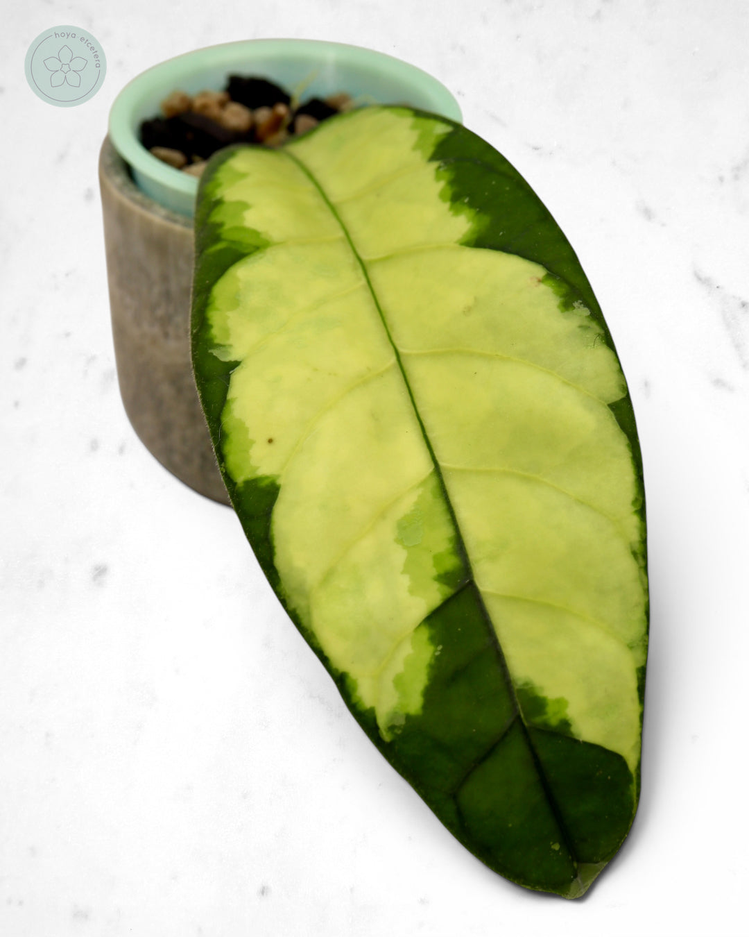 Hoya sp. Aceh 'Ladia Galaska'