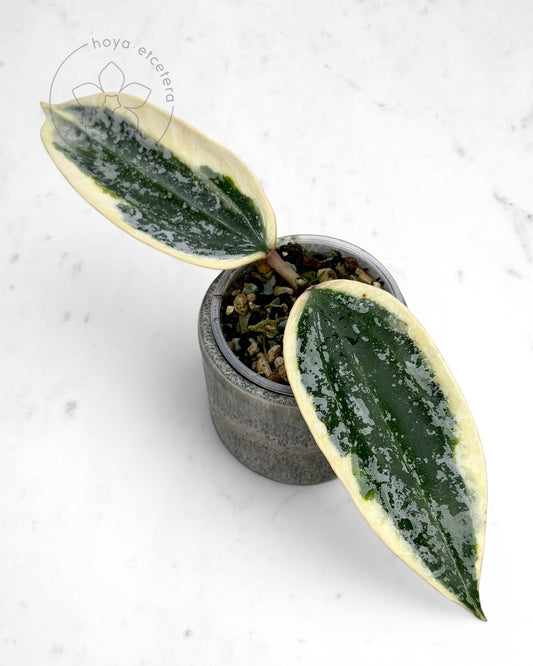 Hoya sp. Rangsan (albo splash)