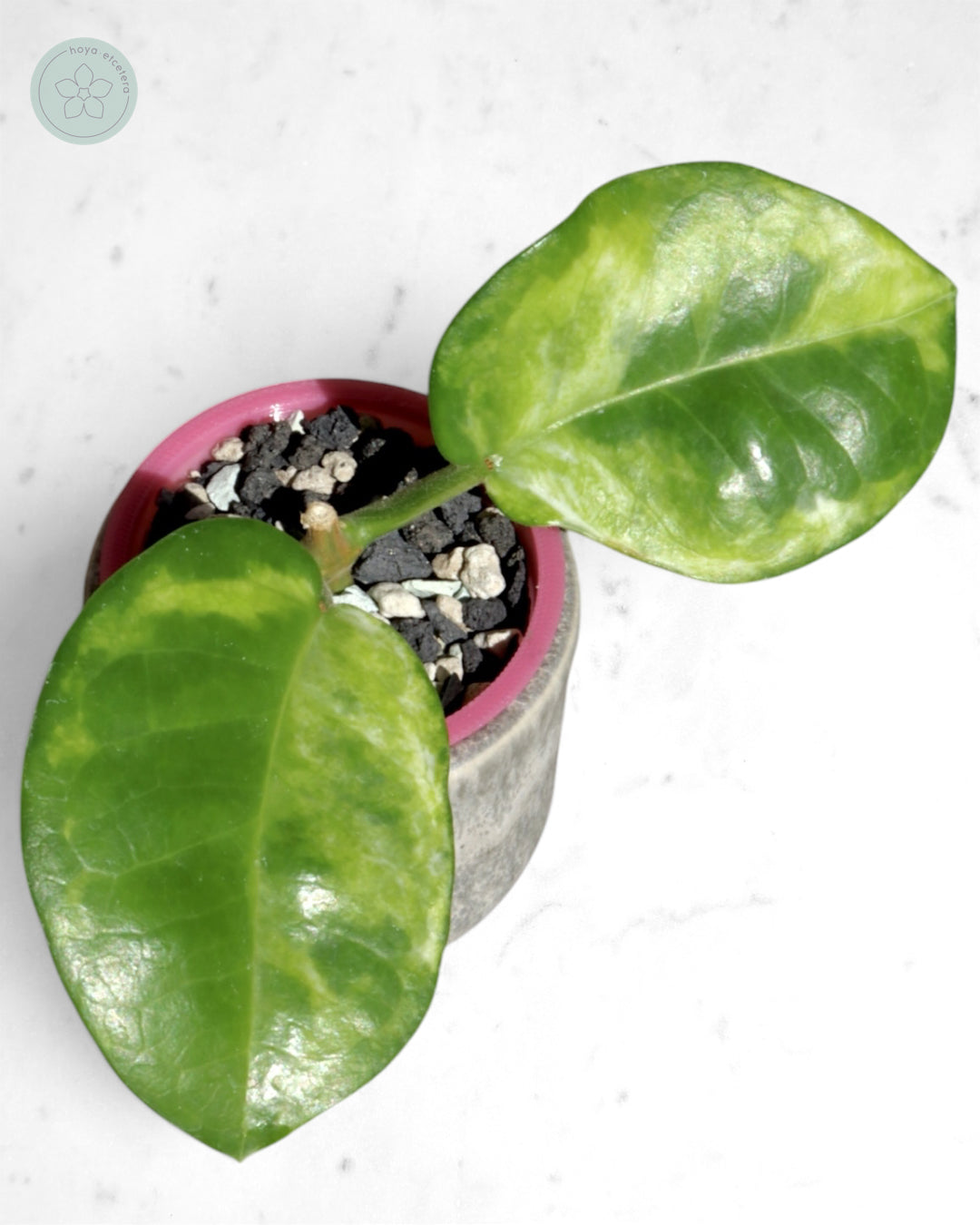 Hoya australis (peridot)