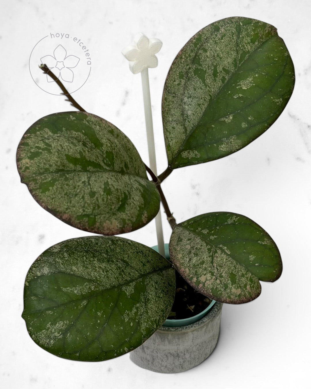 Hoya patcharawalai seedling (selection by Ice) π± cutting