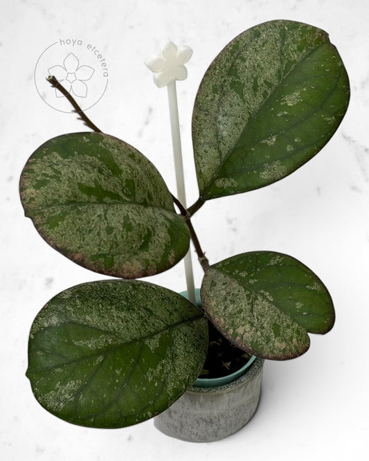 Hoya patcharawalai seedling (selection by Ice)
