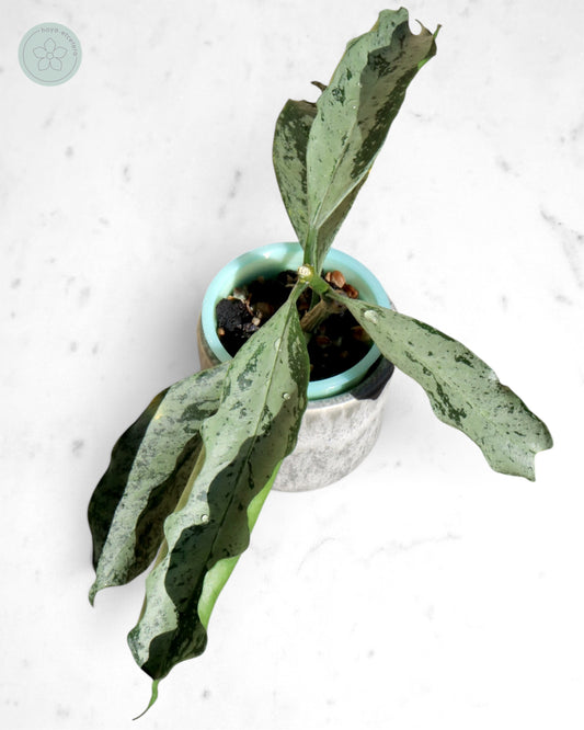 Hoya occultata (silver)