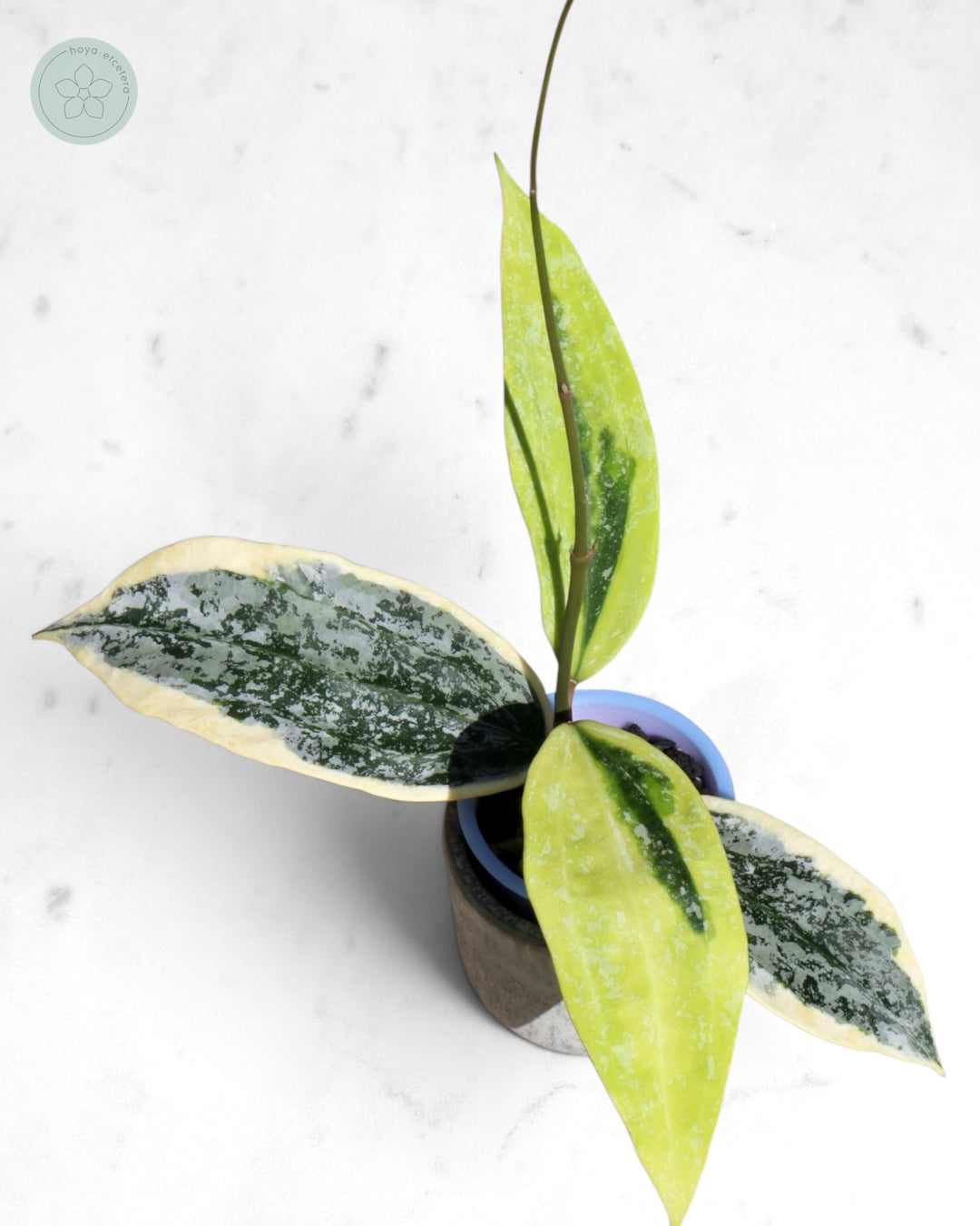 Hoya sp. Rangsan (albo splash)