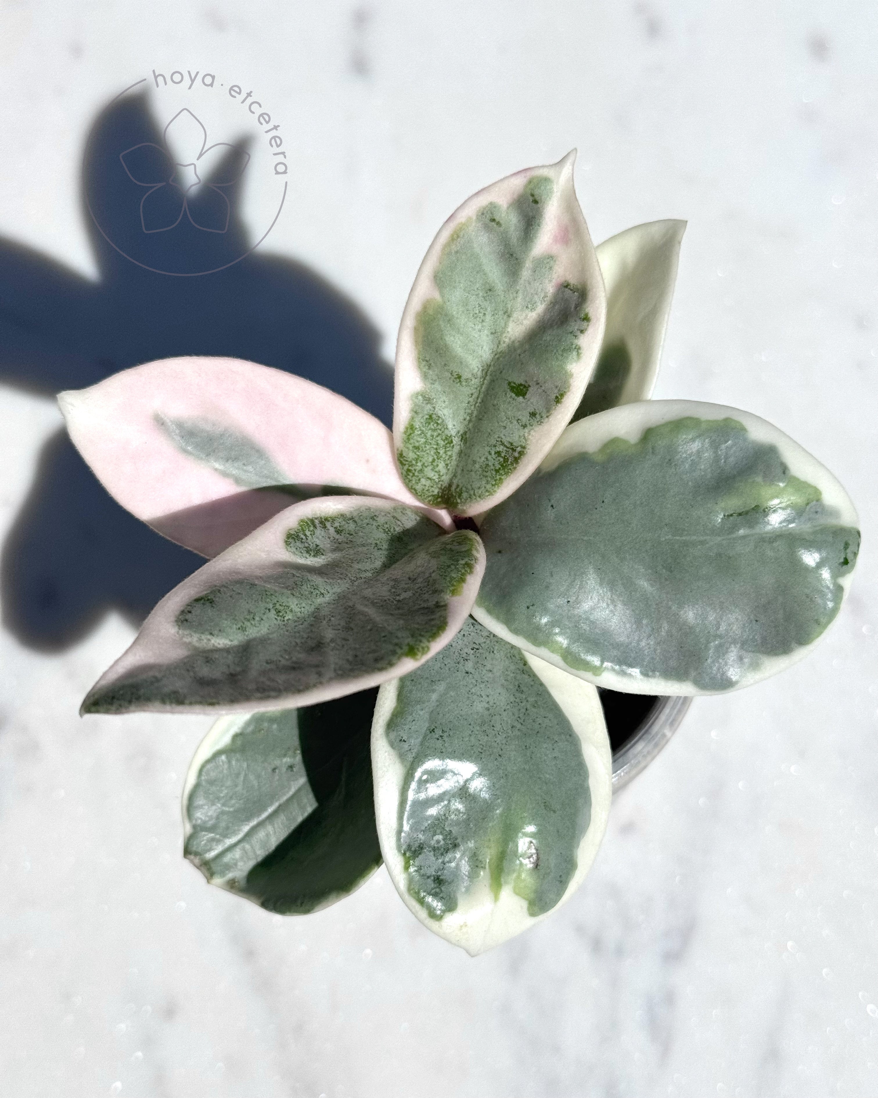 Hoya carnosa 'Argentea Princess' Hoya carnosa 'Argentea Princess