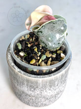 Load image into Gallery viewer, Hoya compacta 'Oblak' 🦄