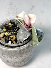 Load image into Gallery viewer, Hoya compacta 'Oblak' 🦄