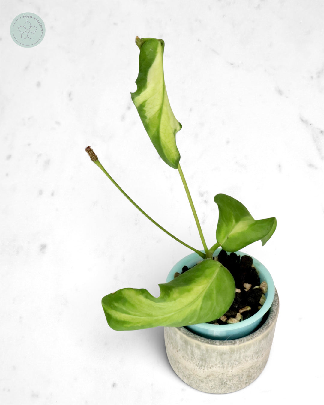 Hoya pimenteliana (variegated)