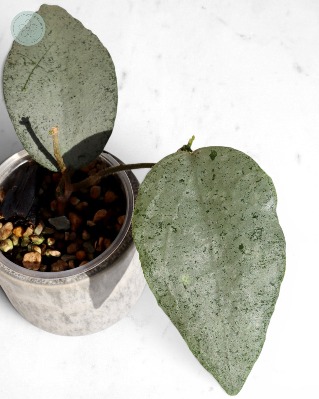 Hoya caudata 'Argene'
