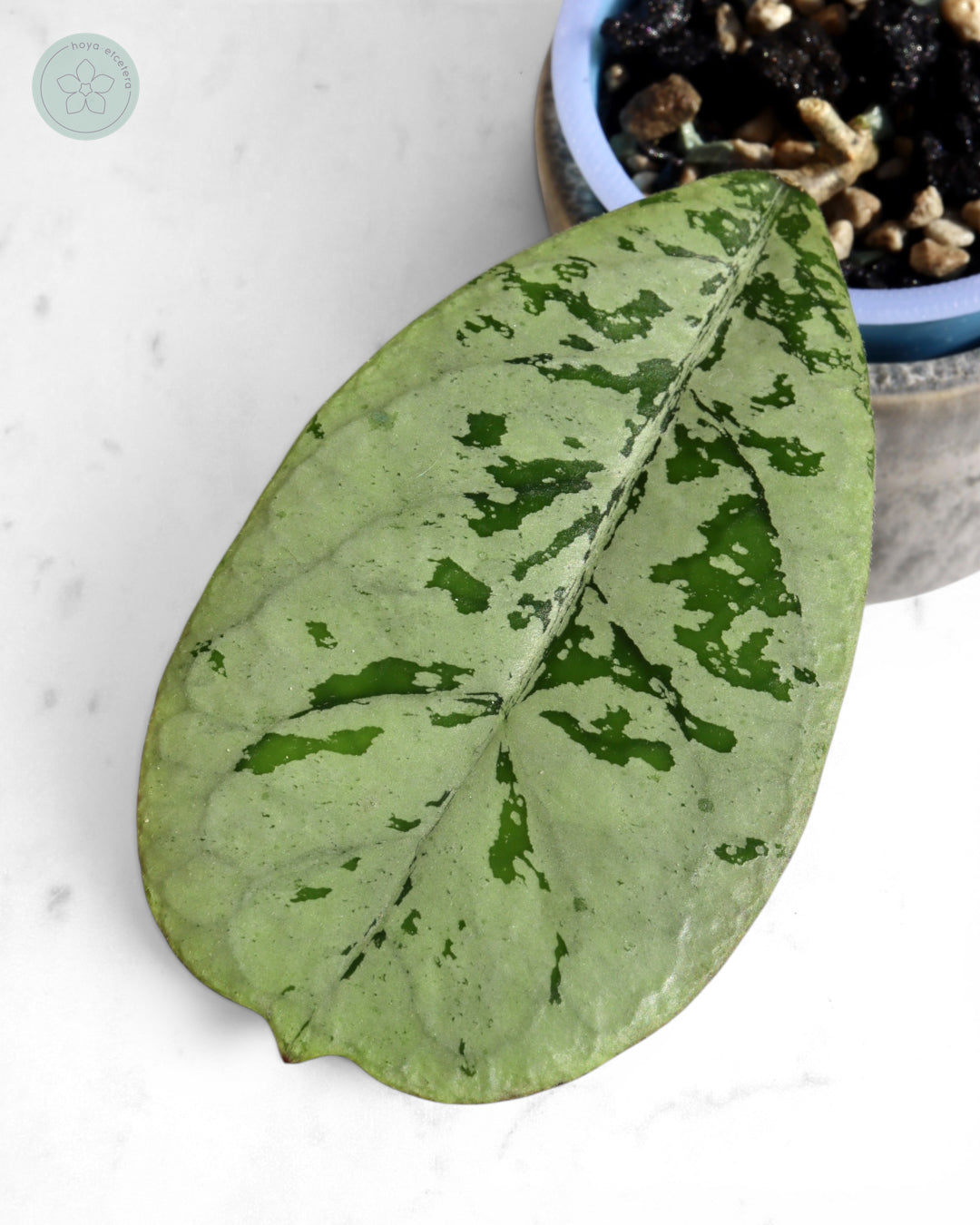 Hoya 'Lorelai'