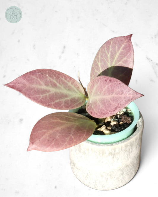 Hoya obscura 'Cryptic Chrome' CML-09-21-A