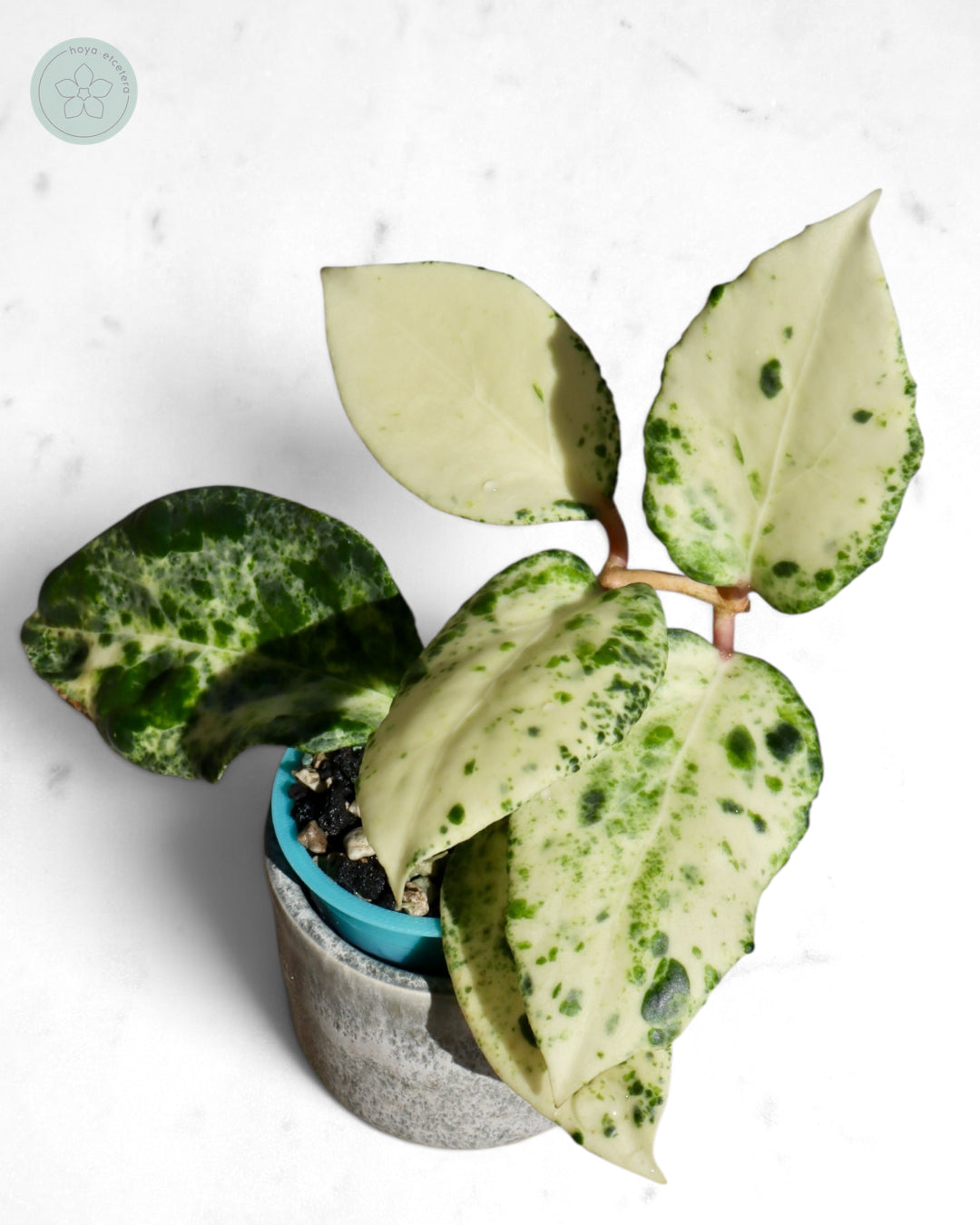 Hoya 'Candy'