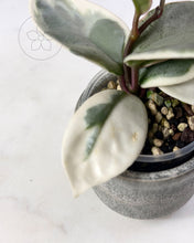 Charger l'image dans la galerie, Hoya carnosa 'Argentea Picta' 🦄