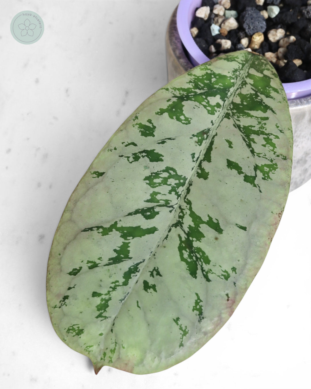 Hoya 'Lorelai'