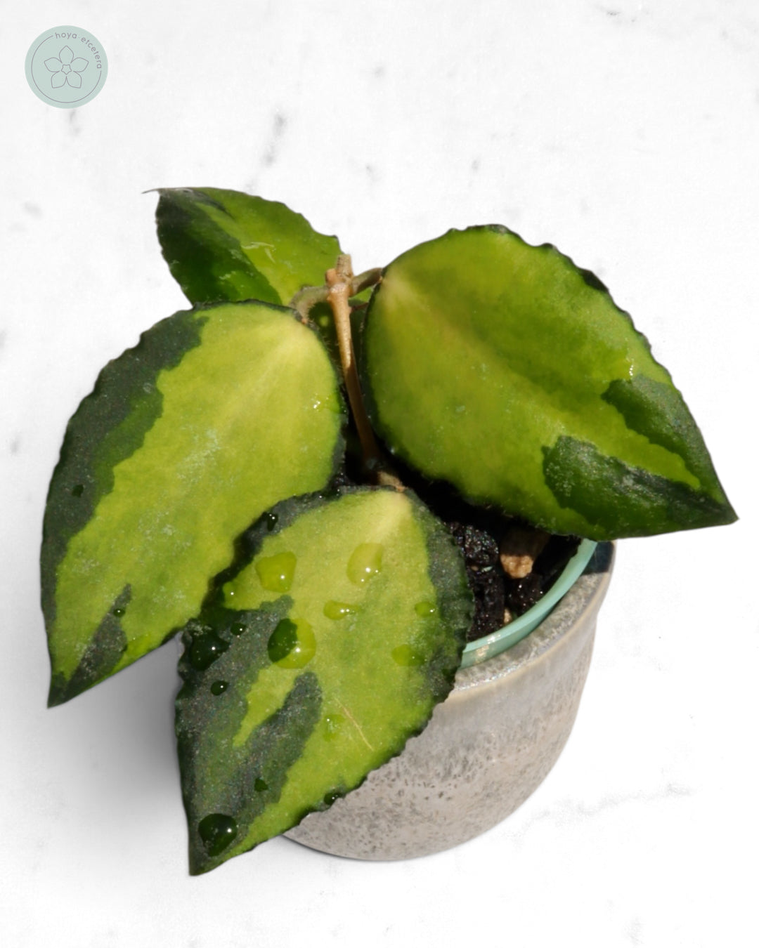Hoya caudata (variegated)