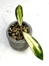 Load image into Gallery viewer, Hoya rigidifolia (variegated)