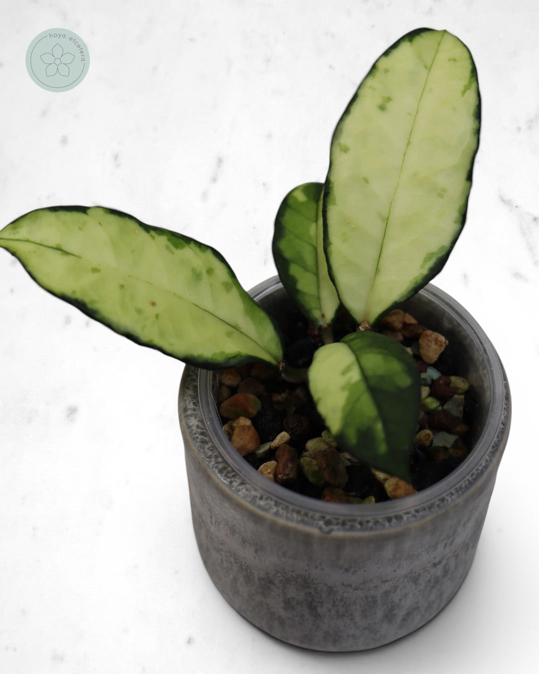 Hoya crassipetiolata (variegated)
