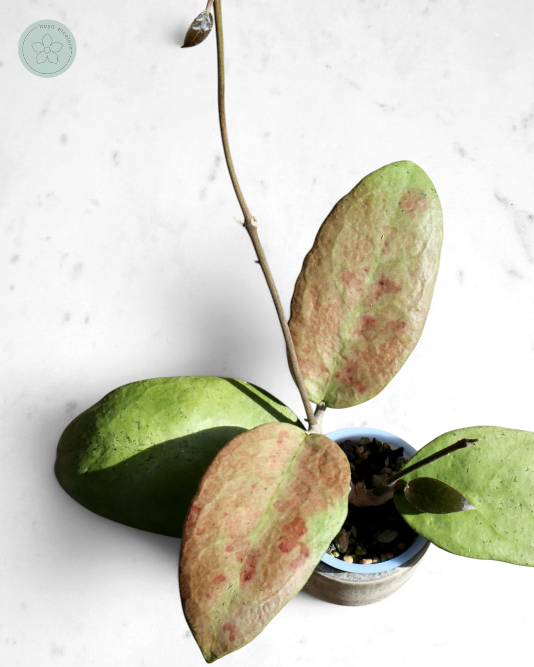 Hoya sp. Menak Sopal (silver)
