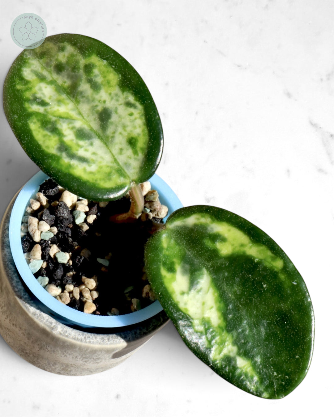 Hoya carnosa 'Madara' (Green Edge)