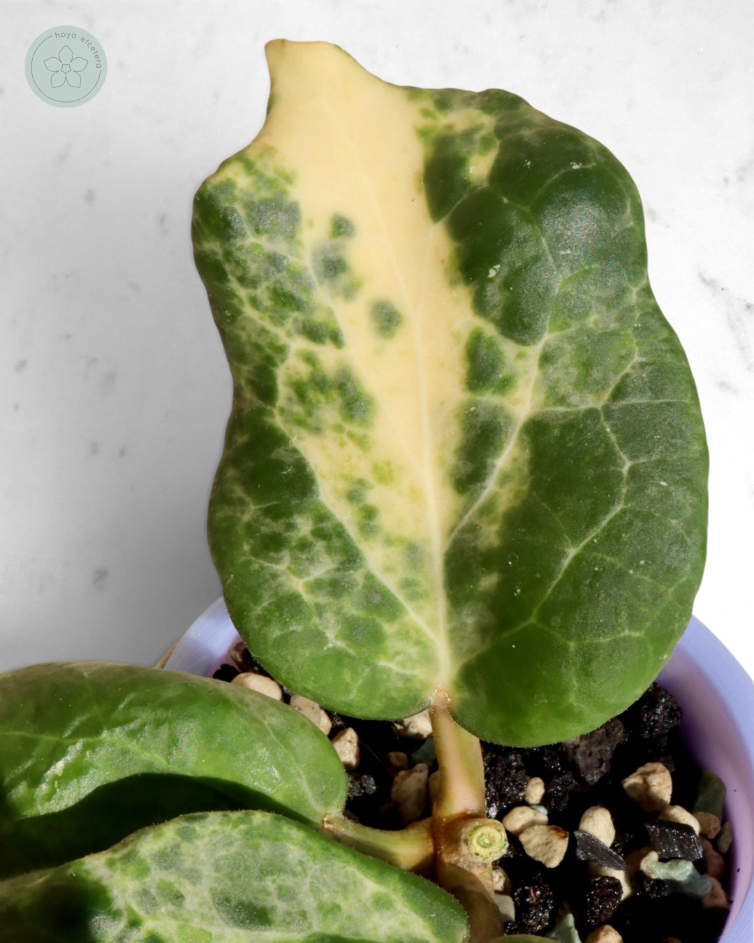 Hoya 'Candy'