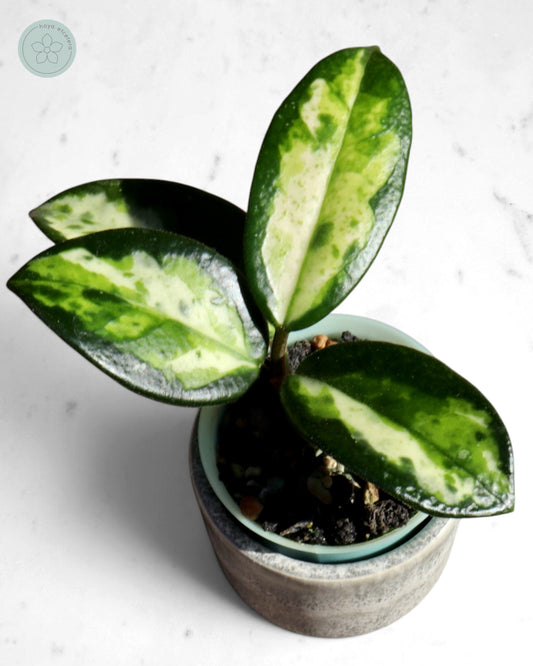 Hoya carnosa 'Madara' (Green Edge)