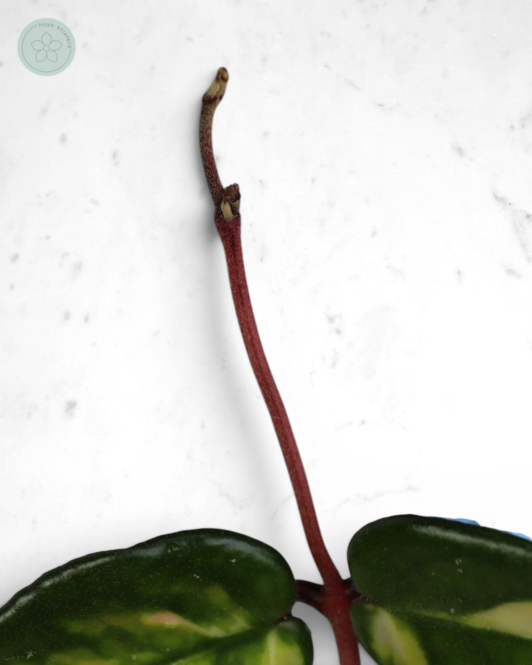 Hoya 'Momo' 🌱 cutting
