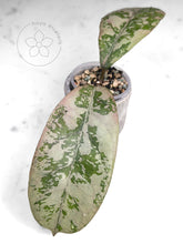 Load image into Gallery viewer, Hoya 'Lorelai'