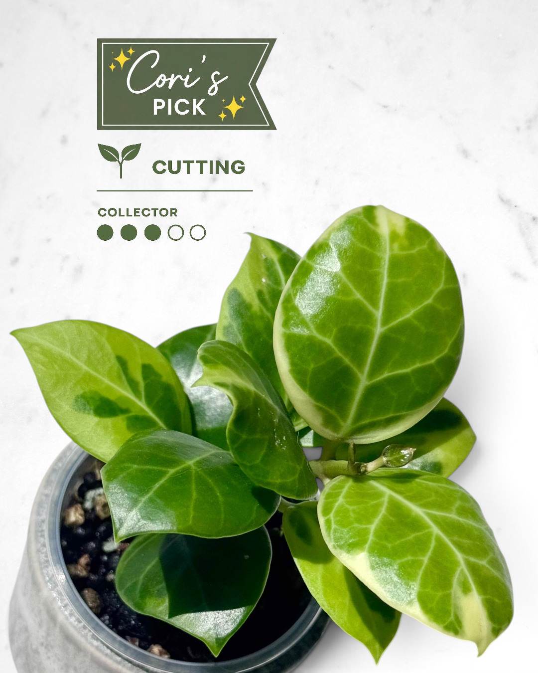 Hoya obscura (albo)