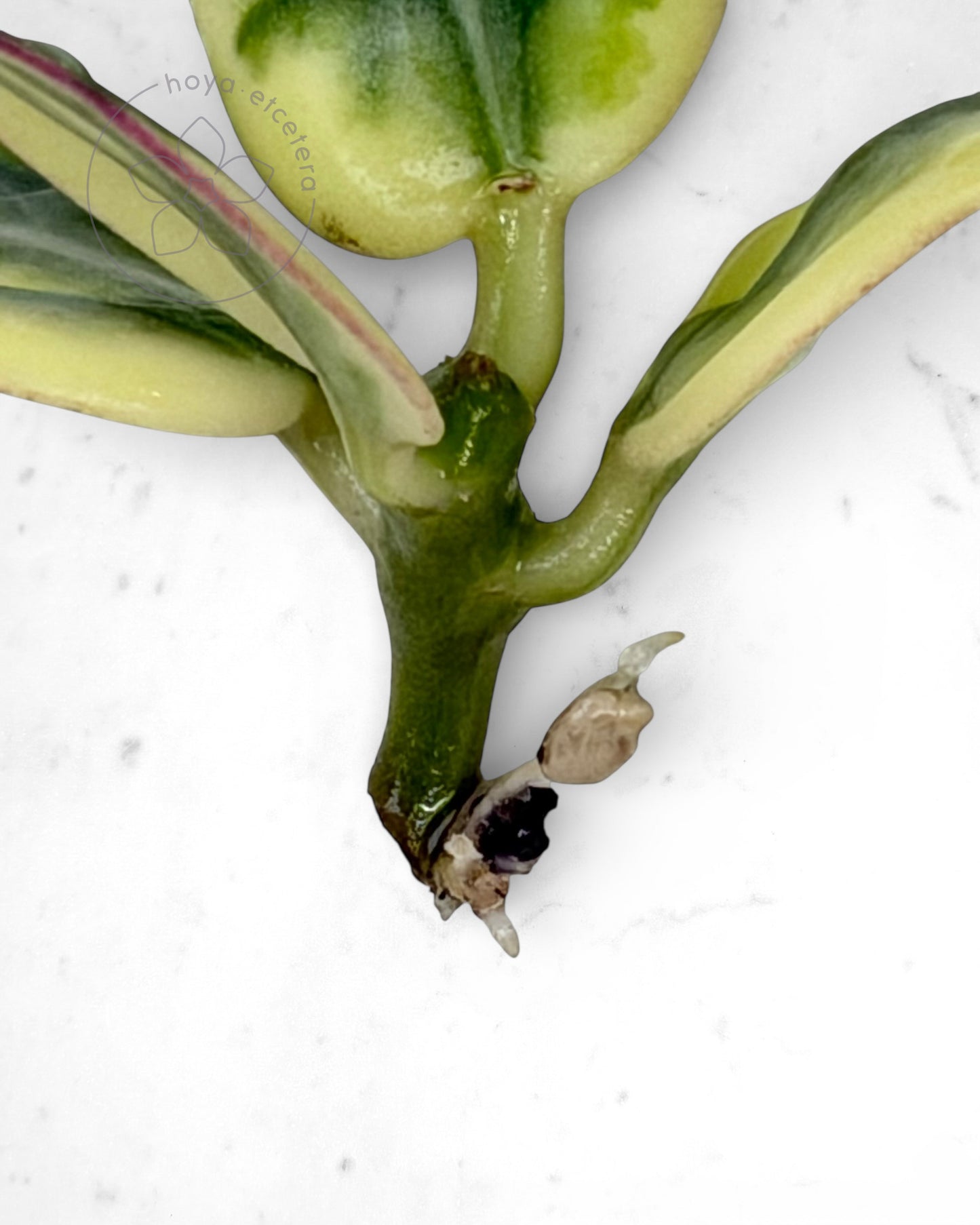 Hoya para 'Emerald Frost'