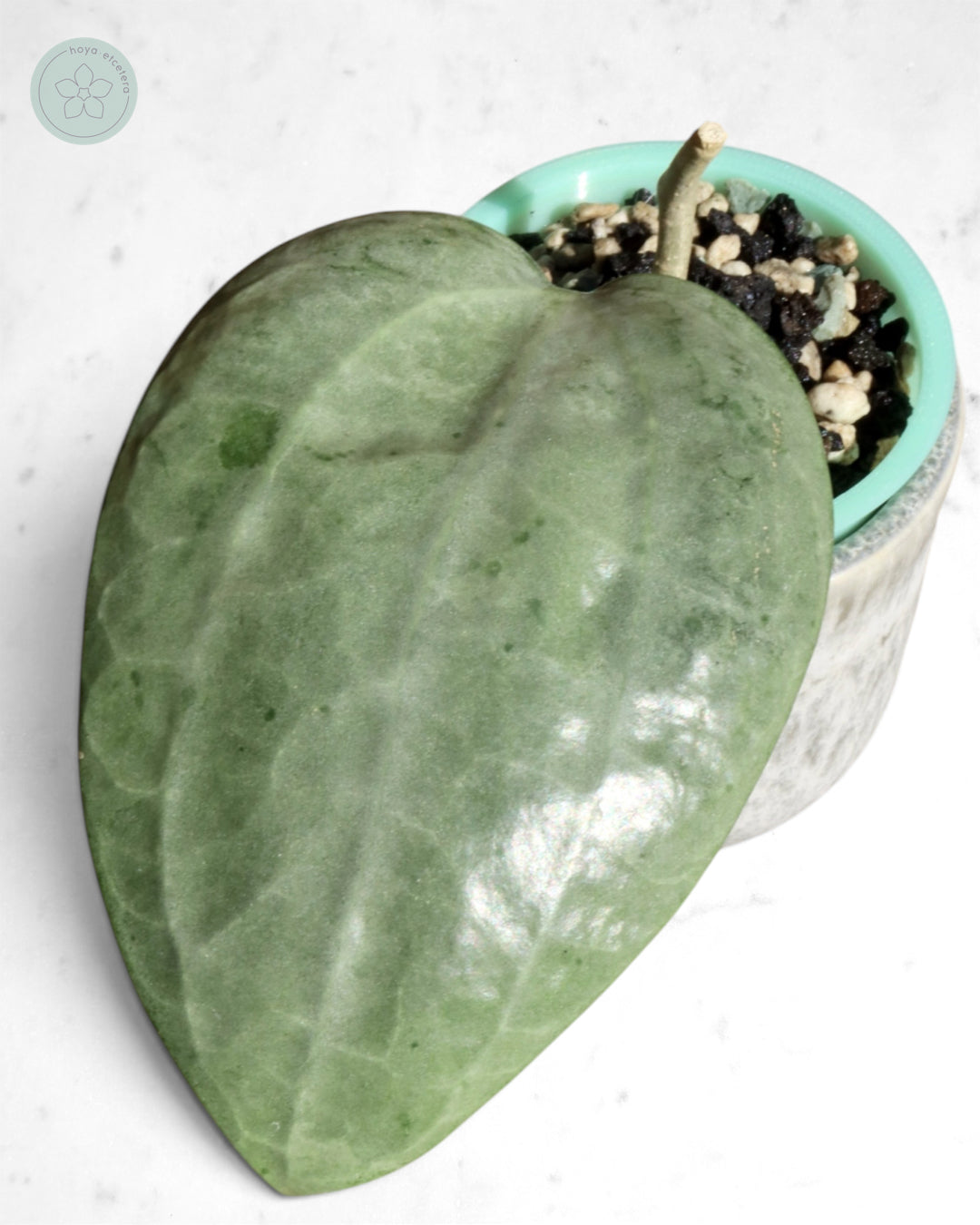 Hoya latifolia (silver)