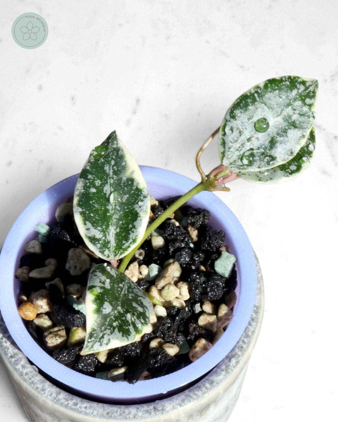 Hoya lacunosa 'Lumina'