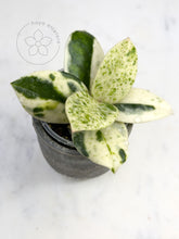 Charger l'image dans la galerie, Hoya carnosa 'Madara' (Snow Angel)