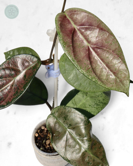 Hoya sp. Lai Chau (silver)