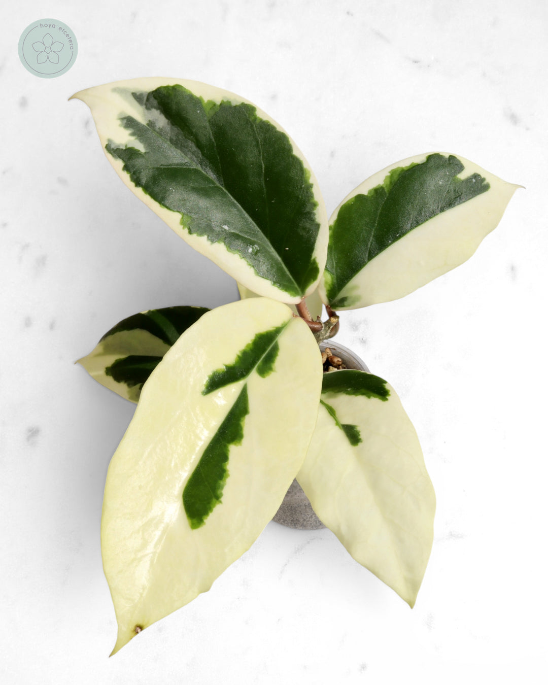 Hoya ilagiorum (albo)