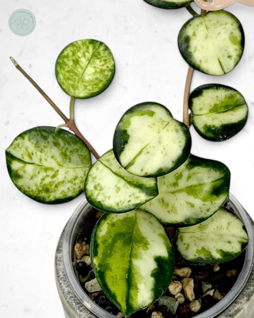 Hoya 'Mathilde' (variegated)