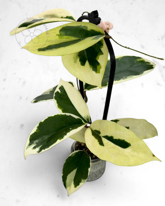 Hoya ilagiorum (albo)